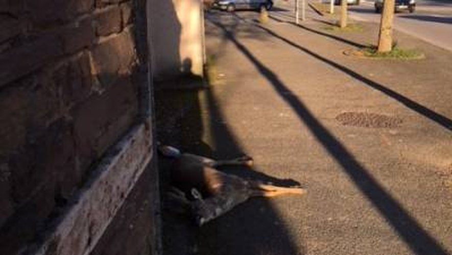 Rodez : un chevreuil percuté devant la gendarmerie