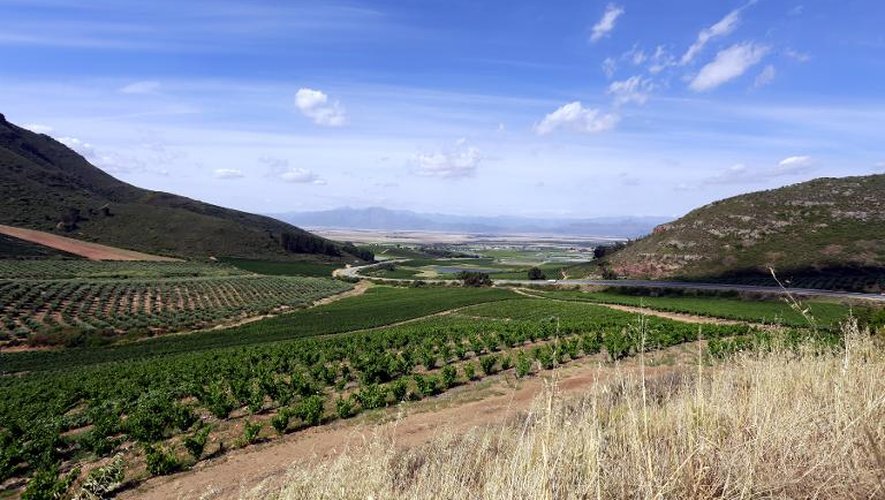 Des vignobles à Riebeek Kasteel, dans le Swartland, en Afrique du Sud, le 28 novembre 2014