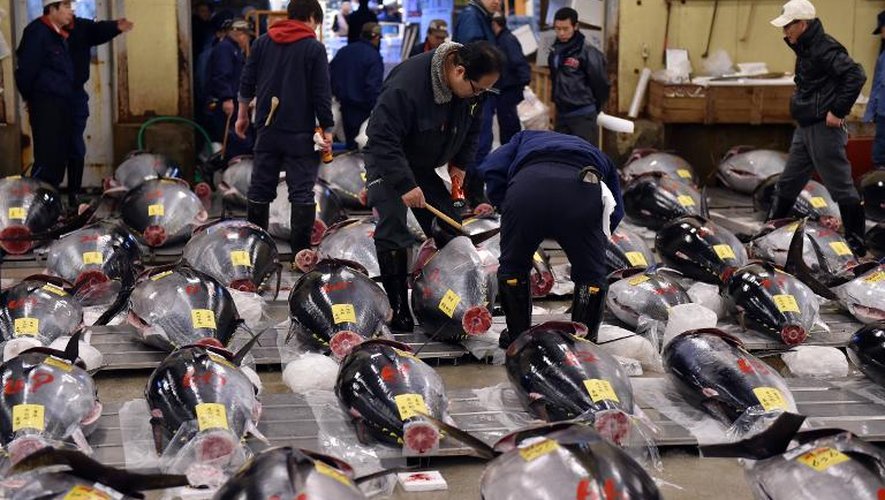 Des marchands de poissons inspectent la marchandise le 5 janvier 2015 à la première criée de Tokyo