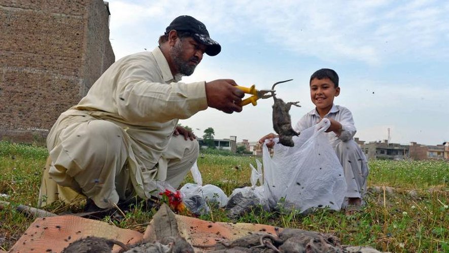 Naseer Ahmad ramasse des rats morts à Peshawar le 18 mai 2014 alors qu'il lutte contre la prolifération des rongeurs dans la ville pakistanaise