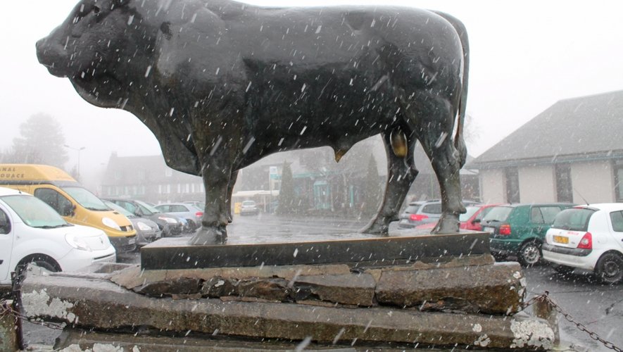 La photo du jour : il neige sur le taureau de Laguiole