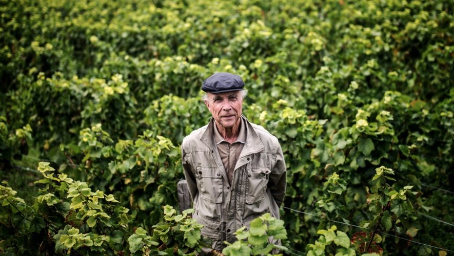 Aubert de Villaine le 16 septembre 2015 dans un vignoble de Vosne-Romanée
