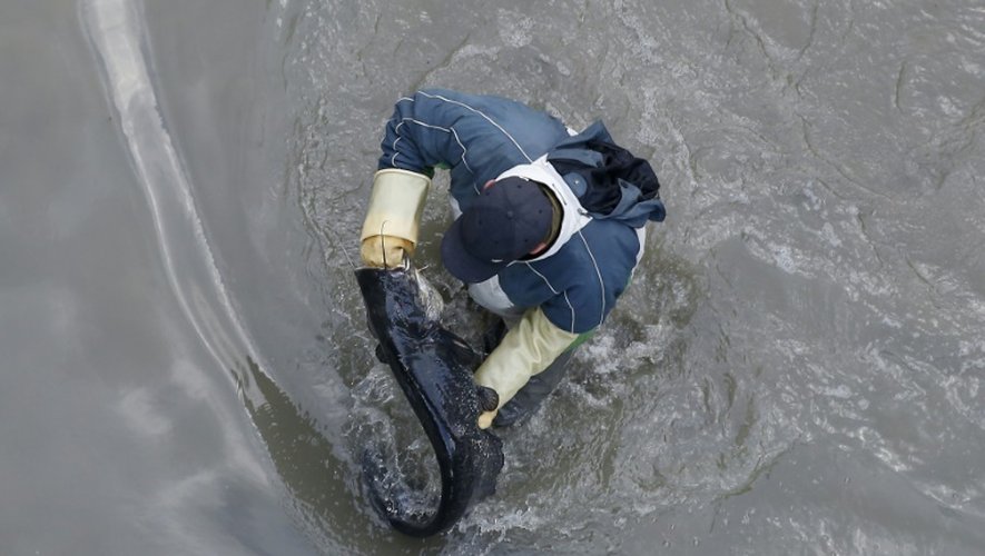 Un poisson est repêché le 7 janvier 2016 dans le canal Saint Martin, à Paris