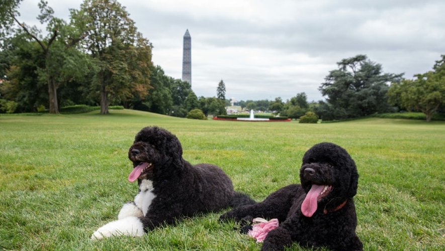 Les deux chiens de la famille Obama, Bo (g) et Sunny (d), le 19 août 2013 à Washington