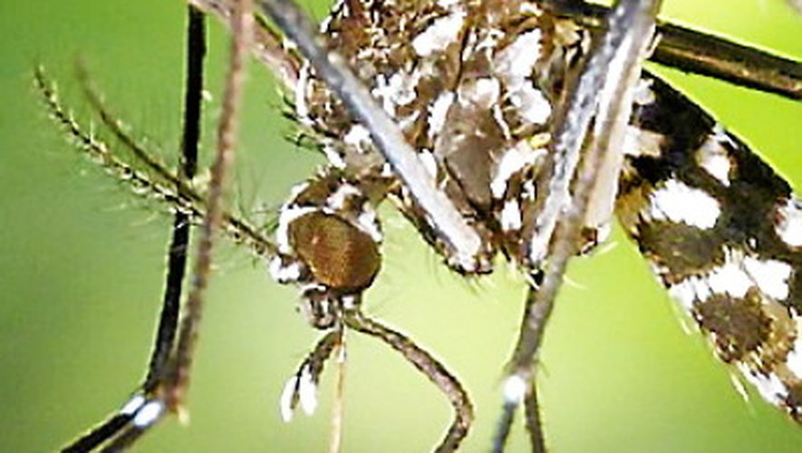 L’Aveyron s’organise pour lutter contre le moustique tigre