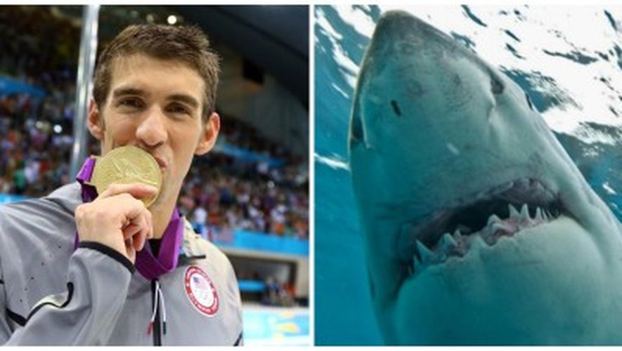 VIDÉO. Natation : Michael Phelps se mesure à un requin sur 100 mètres