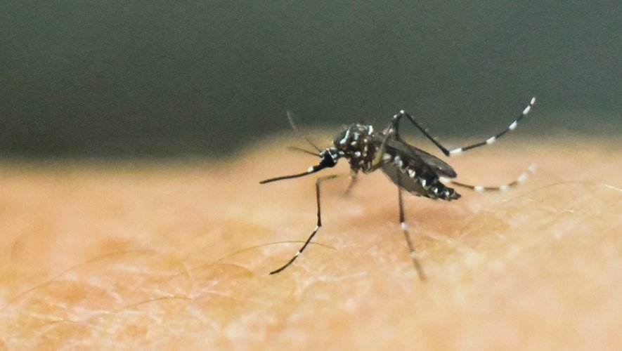 Un moustique Aedes Aegypti photographié le 25 janvier 2016, à Cali, en Colombie