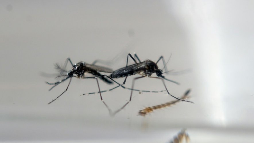 Des moustiques photographiés dans un laboratoire de contrôle épidémiologique à San Salvador, le 27 janvier 2016