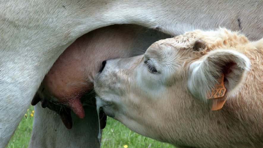 À Rodez, la fédération nationale bovine va approfondir sa stratégie de reconquête.