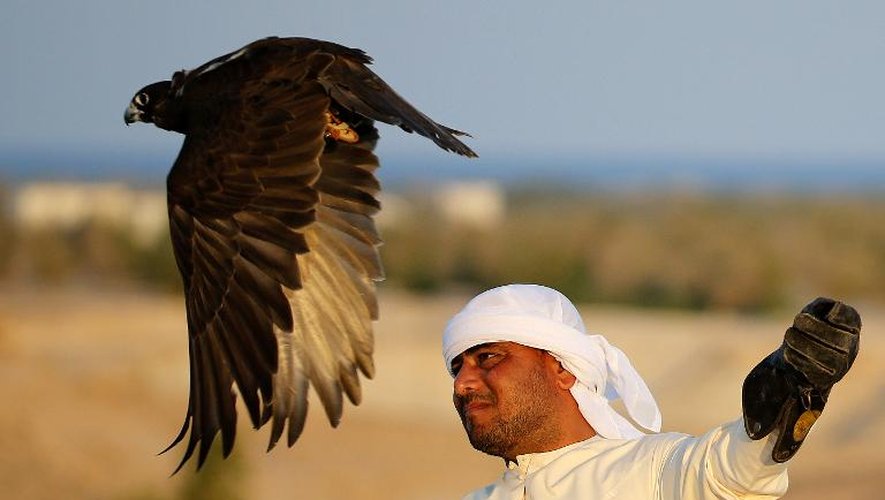 Un faucon prend son envol le 27 novembre 2014 sur l'île de Sir Bani Yas aux Emirats arabes unis