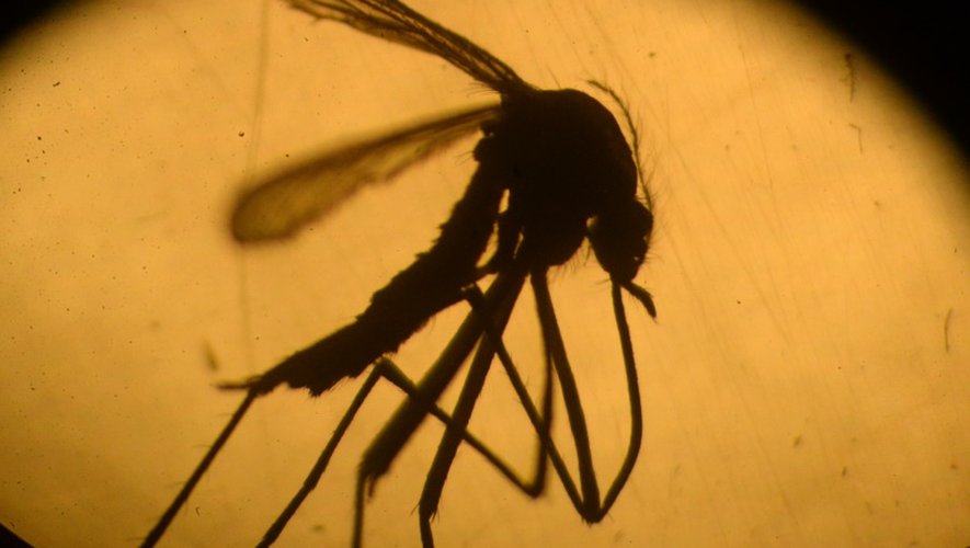 Un moustique Aedes aegypti photographié dans un laboratoire de l'université du Salvador, à San Salvador, le 3 février 2016