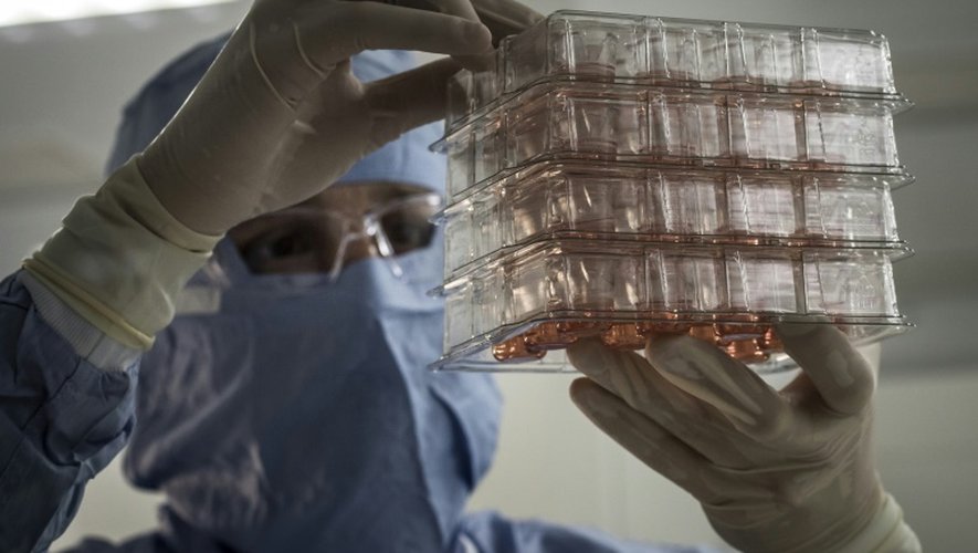 Un homme regarde une culture de cellules pour produire des tissus humains dans le laboratoire Episkin à Lyon le 28 janvier 2016