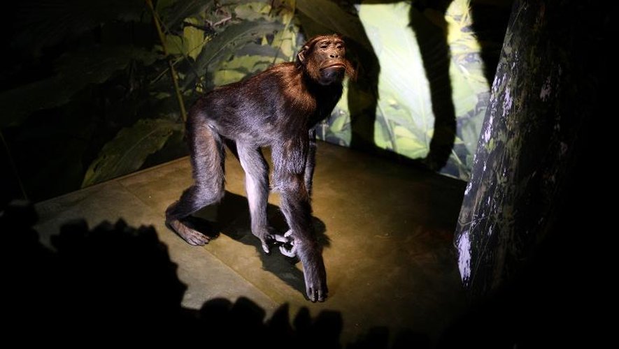 Un singe empaillé exposé le 4 février 2015 Museum national d'histoire naturelle,  dans le cadre de l'exposition "Sur la piste des grands singes"  à Paris,