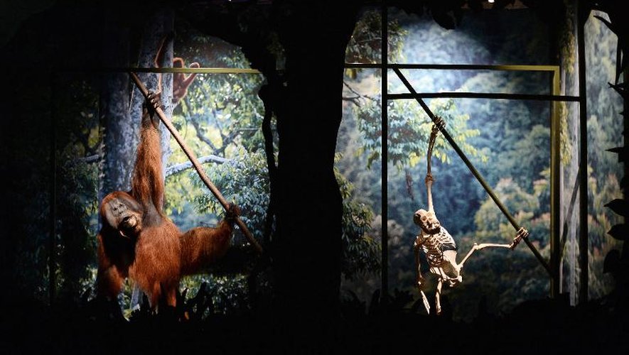 Un orang-outan empaillé et  son squelette, exposéS le 4 février 2015 au Museum national d'histoire naturelle à Paris dans le cadre de l'exposition "Sur la piste des grands singes"