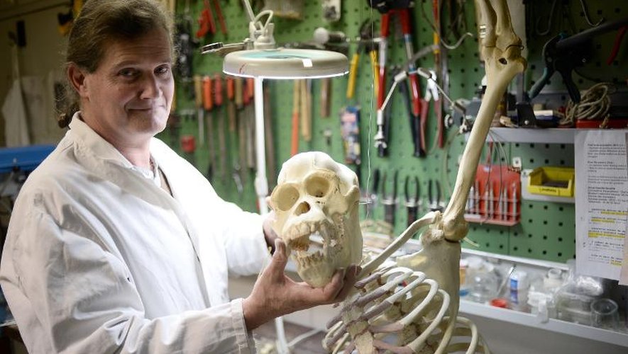 L'osteologist Eric Pelle travaille sur le squelette d'un orang outan le 4 février 2015 au Museum national d'histoire naturelle à Paris,  dans le cadre de l'exposition "Sur la piste des grands singes"