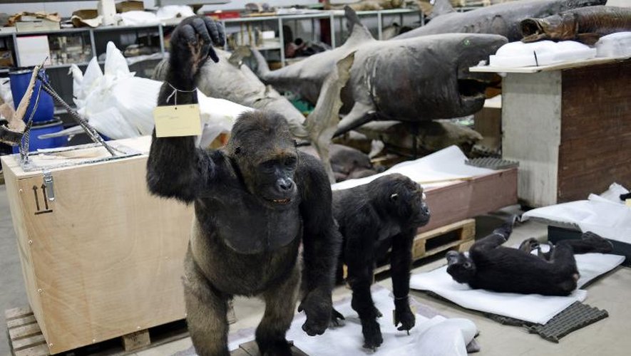 Photo prise le 5 janvier 2015 de gorilles empaillés du Museum national d'histoire naturelle de Paris