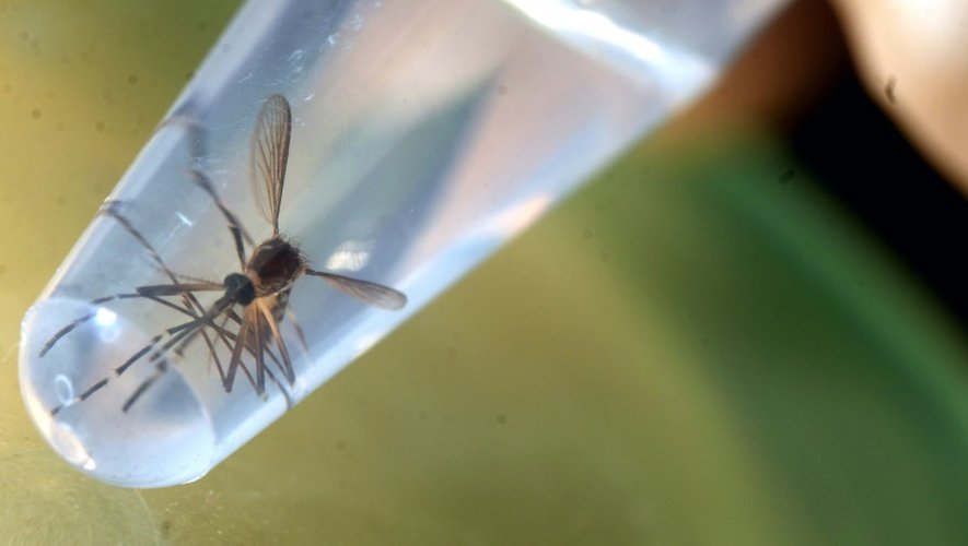 Un moustique Aedes aegypti, vecteur du virus Zika, est photographié dans un laboratoire de l'université du Salvador, à San Salvador, le 3 février 2016