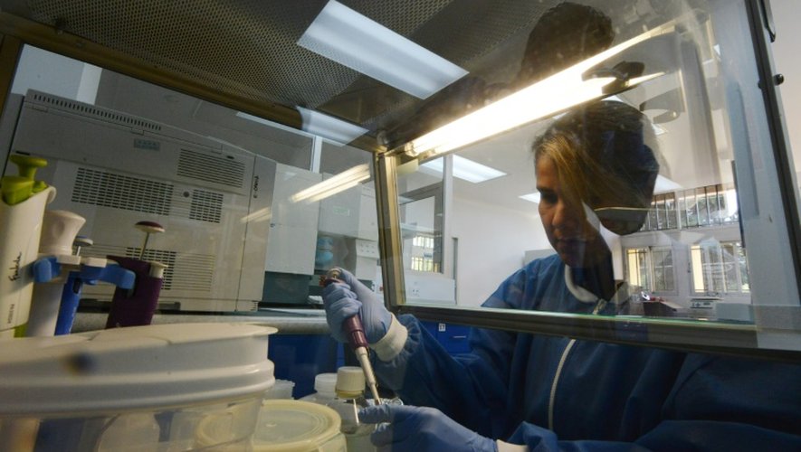 Une chercheuse étudie le moustique Aedes aegypti, vecteur du virus Zika, dans un laboratoire de Tegucigalpa, le 5 février 2016 au Honduras
