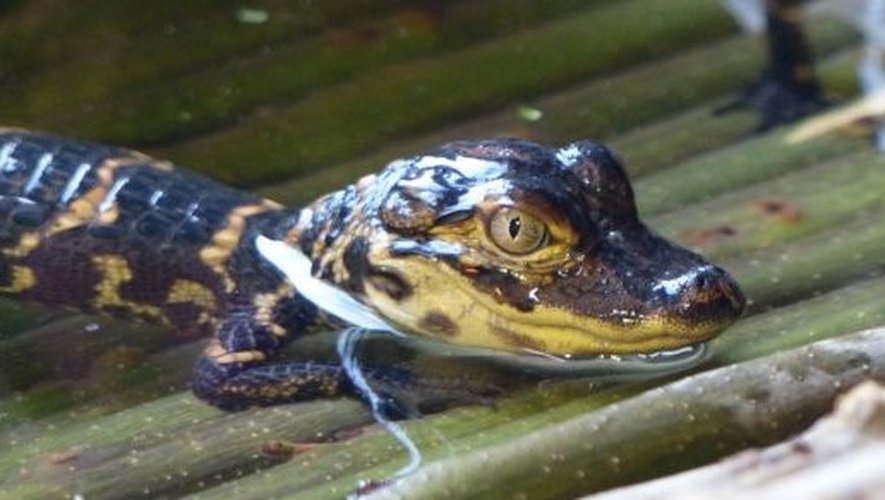 La réserve africaine de Sigean vient d'annoncer la naissance de 12 alligators. Une première.