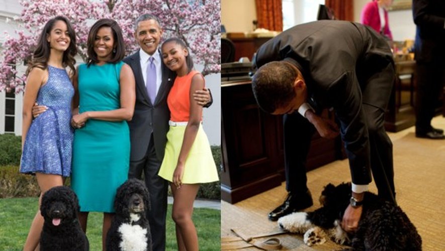 Sunny et Bo (avec les tâches blanches), les chiens star, de la Maison Blanche font partie de la famille Obama