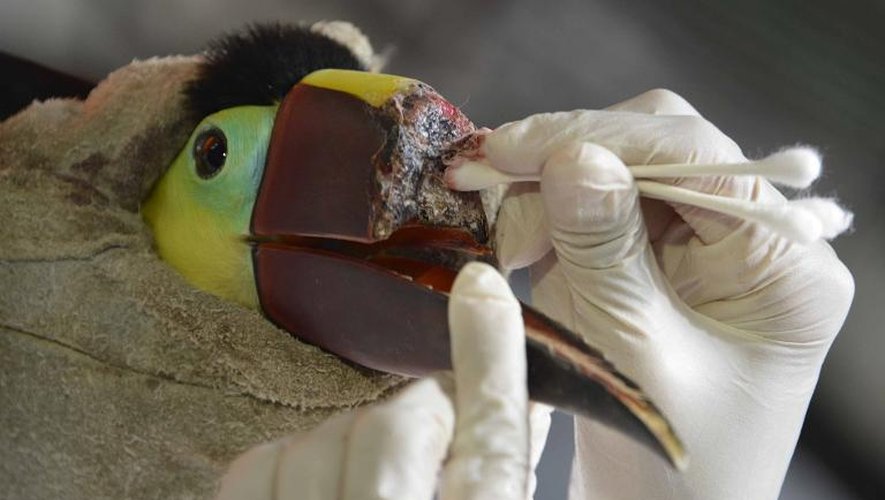 Un toucan au bec arraché après avoir été maltraité par un groupe de jeunes est soigné le 4 février 2015 dans un centre de secours spécialisé au nord de San José, au Costa Rica