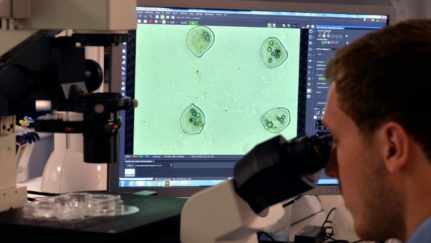Un ingénieur de laboratoire contrôle au microscope la qualité de l'impression de cellules dans le laboratoire de Poietis à Pessac le 22 janvier 2016