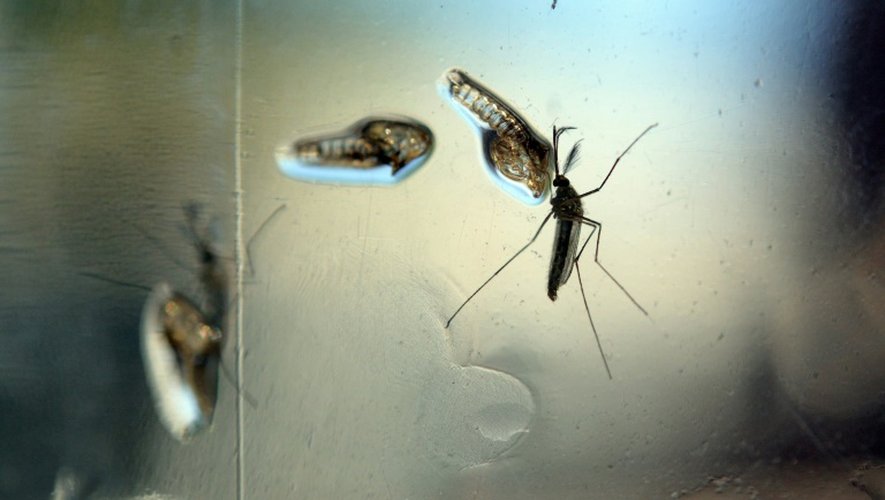 Le moustique Aedes, photographié dans un laboratoire du ministère de la Santé salvadorien, à San Salvador, le 7 février 2016