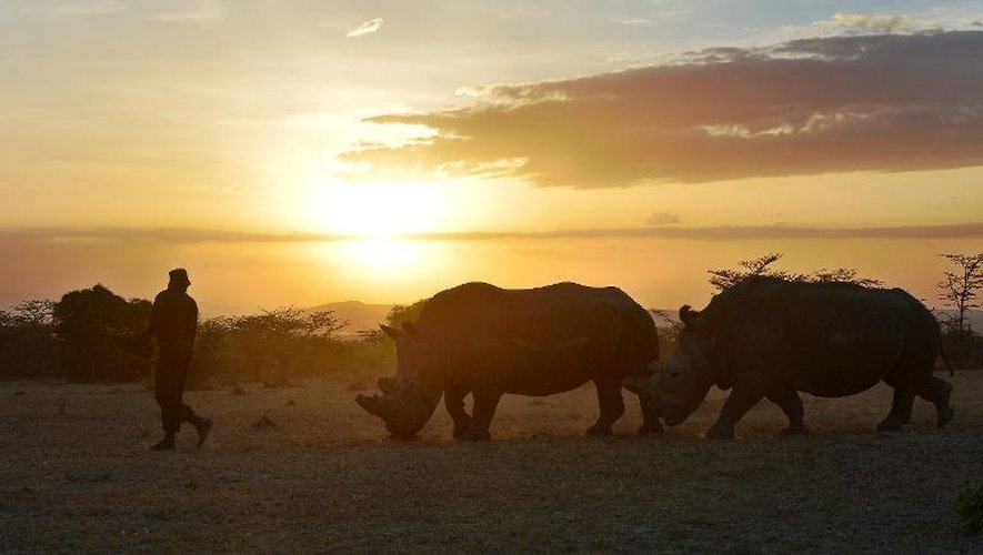 Une rhinocéros blanche du Nord du Kenya et une congénère du Sud suivent un garde de la réserve d'Ol Pejeta, 290 km au nord de Nairobi, le 27 janvier 2015