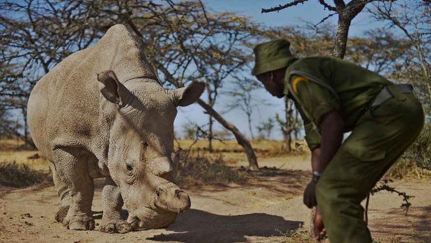 Un garde de la réserve d'Ol Pejeta, dans le centre du Kenya, avec un rhinocéros blanc du Nord, le 27 janvier 2015