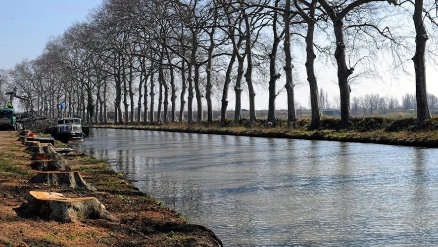 Maladie incurable, le chancre coloré a déjà rongé plus de 13 000 des 40 000 platanes longeant le canal, ouvrage inscrit par l’Unesco au patrimoine de l’humanité.