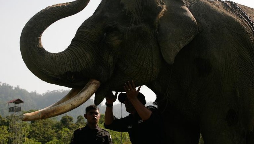 Des éco-guerriers s'apprêtent à patrouiller dans la jungle de Sumatra à dos d'éléphants le 25 janvier 2015