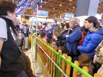 Roquefort : la traite des brebis de Lacaune sous les projecteurs