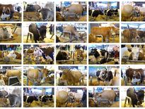 JEU. Êtes-vous incollable sur les différentes races bovines ?
