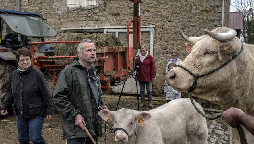 L'éleveur Serge Vincent (2e D) se tient  le 23 février 2015 à Oudry à côté de Déesse, charolaise de 1.200 kg, et son veau Lucy, avant leur participation au salon de l'Agriculture à Paris