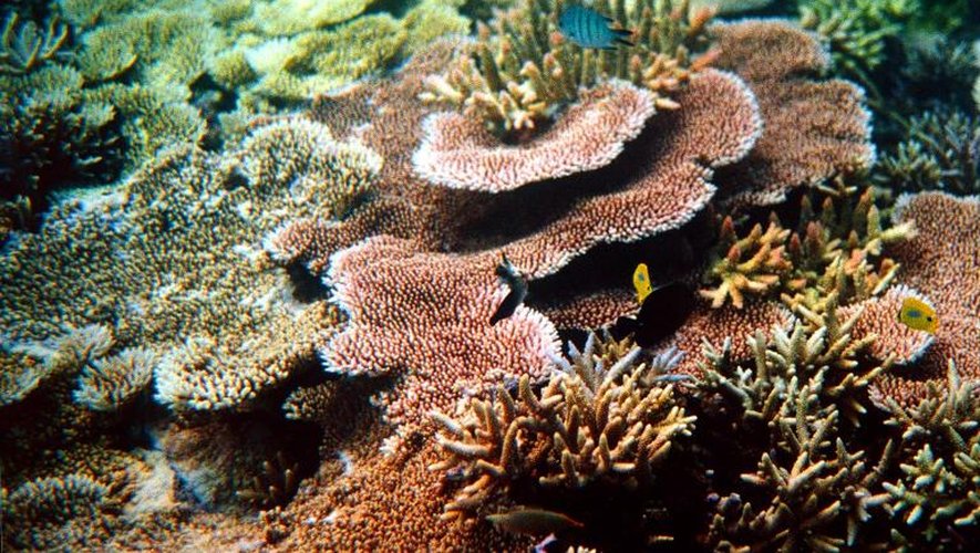 Photo prise le 11 mars 2002 du récif corallien du lagon de Nouvelle-Calédonie.