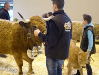 Race aubrac : les jeunes pointeurs montent sur le ring