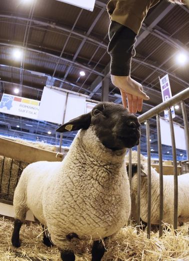 Un mouton au Salon de l'agriculture à Paris le 21 février 2015