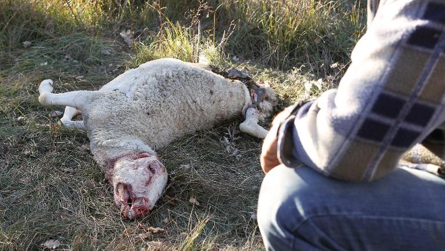 Un berger observe une de ses brebis attaquée par des loups à Caussols le 7 novembre 2012