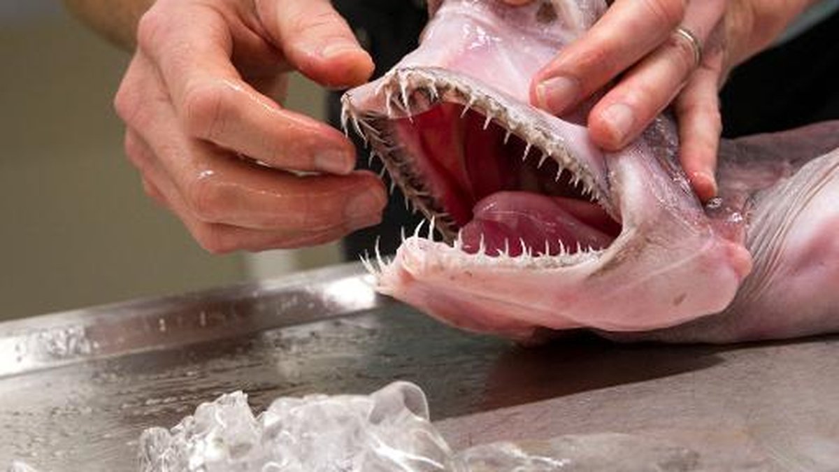 Un Requin Prehistorique Peche Au Large De L Australie Centrepresseaveyron Fr Un Requin Prehistorique Peche Au Large De L Australie Centrepresseaveyron Fr