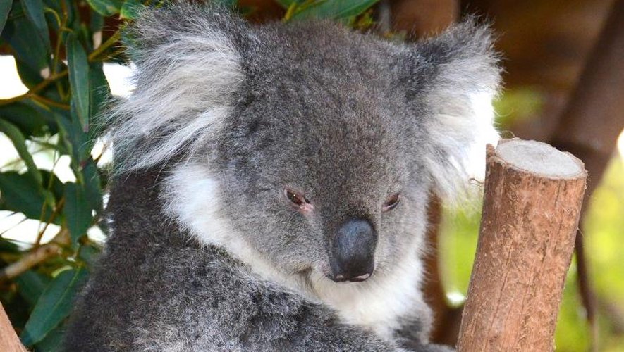Un koala dans un zoo de Sydney le 27 mars 2014