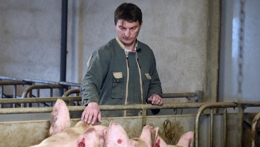 Nicolas Leborgne, le 2 mars 2015, dans son élevage de porcs à Pluduno dans les Côtes-d'Armor