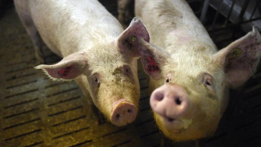 Deux cochons de l'élevage de porc de Nicolas Leborgne de Pluduno, dans les Côtes-d'Armor, le 2 mars 2015