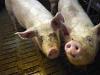 "Si le prix du porc ne remonte pas, je mets la clé sous la porte", témoigne un éleveur