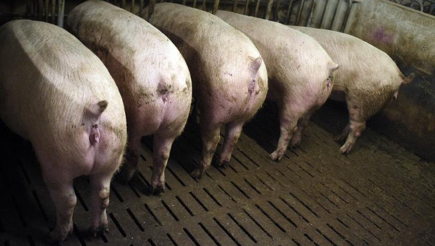 Des cochons de l'élevage de porc de Nicolas Leborgne de Pluduno, dans les Côtes-d'Armor, le 2 mars 2015