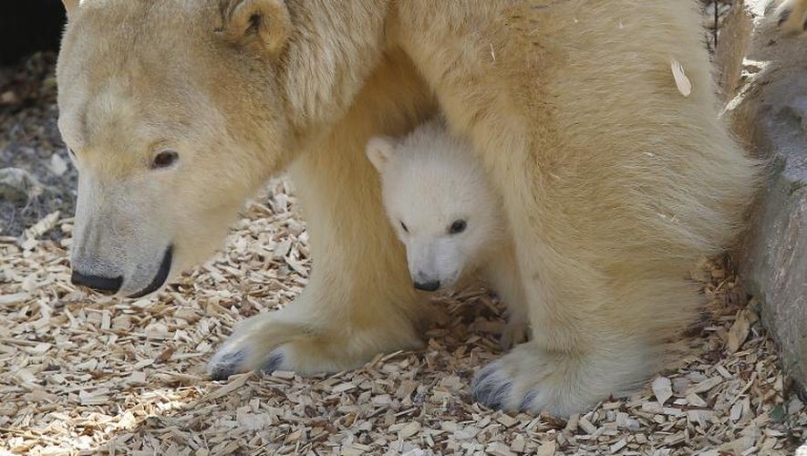 Un ourson polaire né au parc animalier Marineland d'Antibes en novembre y fait ses premiers pas à l'extérieur, avec sa mère, le 9 mars 2015