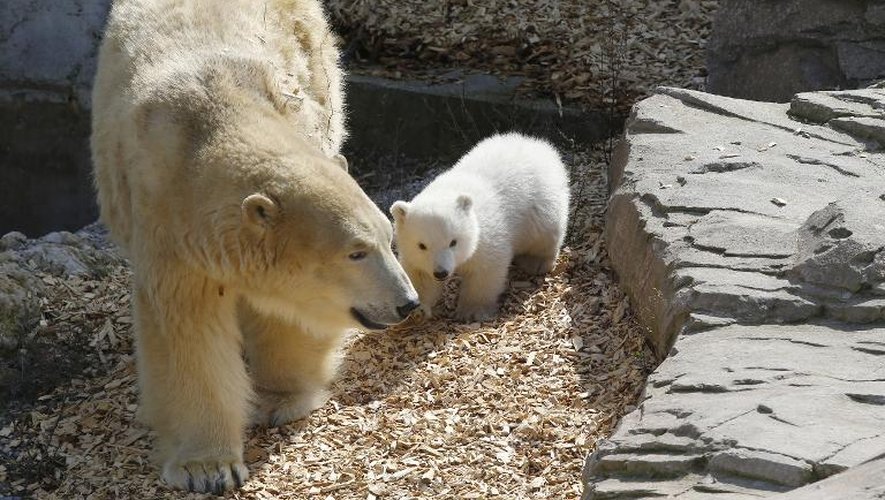 Un ourson polaire né au parc animalier Marineland d'Antibes en novembre y fait ses premiers pas à l'extérieur, avec sa mère, le 9 mars 2015