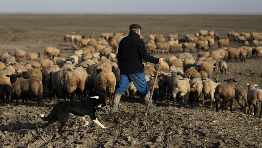 Un berger mène son cheptel d'agneaux prés-salés vers un nouveau lieu de pâture, le 6 mars 2015 à Roz-sur-Couesnon en Bretagne