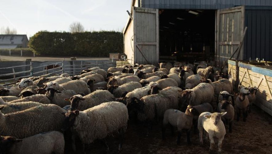 Des agneaux prés-salés, le 6 mars 2015 à Roz-sur-Couesnon en Bretagne