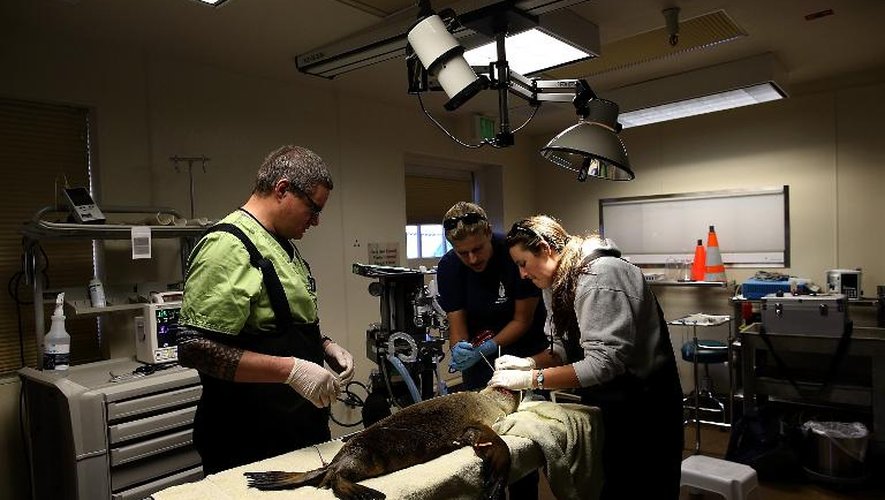 Des vétérinaires du Centre des mammifères marins de Sausalito, en Californie, soignent un bébé lion de mer, le 24 février 2015