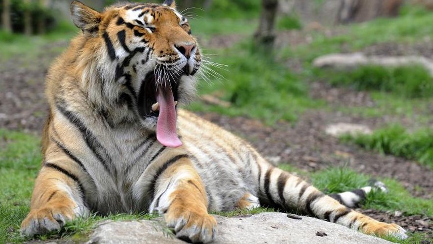 Un tigre de Sibérie à Amnéville le 5 juin 2012